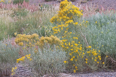 Ericameria nauseosa hololeuca