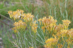 Ericameria nauseosa hololeuca