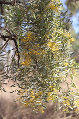 Acacia hemignosta