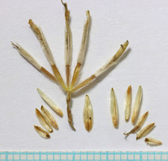 Ericameria nauseosa hololeuca