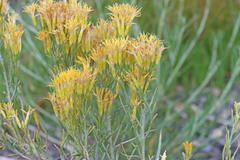 Ericameria nauseosa hololeuca