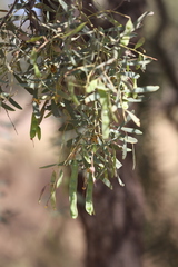 Acacia hemignosta