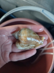 Laevistrombus canarium