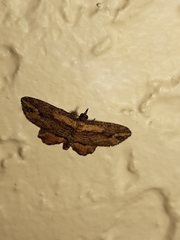 Chloroclystis filata