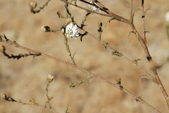 Hemizonia congesta luzulifolia