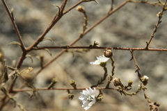 Hemizonia congesta luzulifolia
