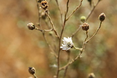 Hemizonia congesta luzulifolia