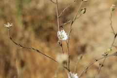 Hemizonia congesta luzulifolia