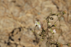 Hemizonia congesta luzulifolia