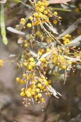 Acacia hemignosta