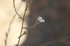 Hemizonia congesta luzulifolia