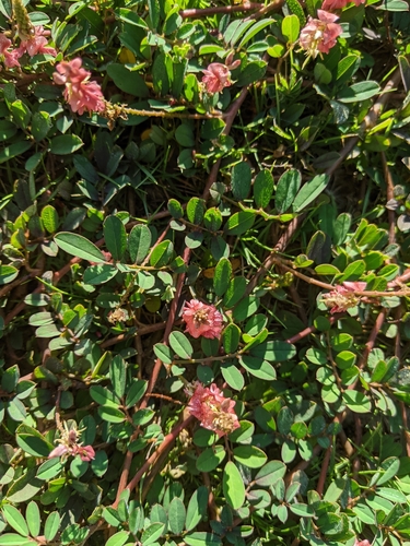 Indigofera hendecaphylla iNat (1)