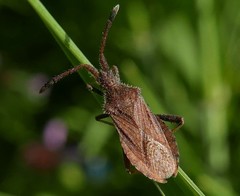 Coriomeris denticulatus