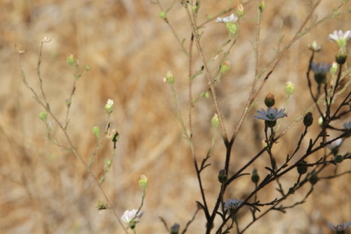 Hemizonia luzulifolia