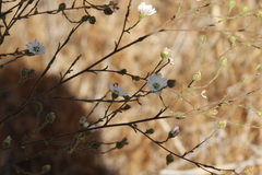 Hemizonia congesta luzulifolia