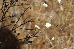 Hemizonia congesta luzulifolia