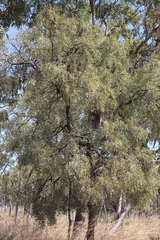 Acacia hemignosta