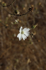 Hemizonia congesta luzulifolia