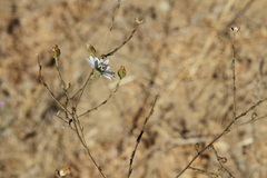 Hemizonia congesta luzulifolia