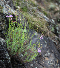 Penstemon heterophyllus purdyi