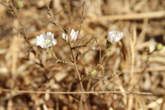 Hemizonia congesta luzulifolia