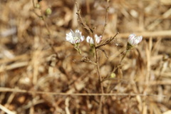 Hemizonia congesta luzulifolia