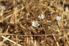 Hemizonia congesta luzulifolia