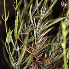 Penstemon heterophyllus purdyi