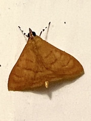 Pyrausta pseudonythesalis
