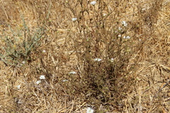 Hemizonia congesta luzulifolia