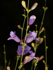 Penstemon heterophyllus purdyi