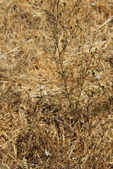 Hemizonia congesta luzulifolia