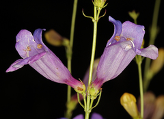 Penstemon heterophyllus purdyi