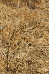 Hemizonia congesta luzulifolia
