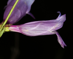 Penstemon heterophyllus purdyi