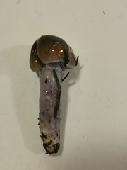 Cortinarius seidliae