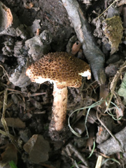 Lepiota eriophora