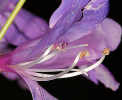Penstemon heterophyllus purdyi