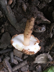 Lepiota eriophora