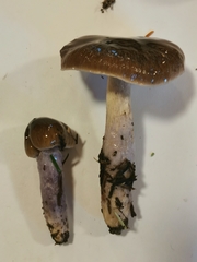 Cortinarius seidliae