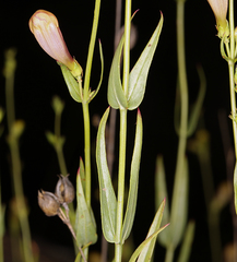 Penstemon heterophyllus purdyi