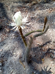 Peniocereus greggii