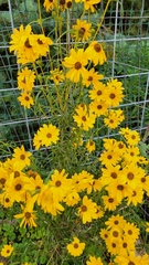 Helianthus salicifolius