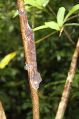 Uroplatus henkeli