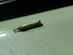 Agriphila straminella