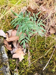 Pellaea atropurpurea