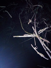 Calumma crypticum