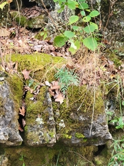 Pellaea atropurpurea
