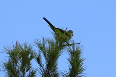 Myiopsitta monachus