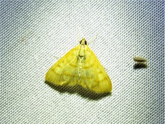 Helvibotys helvialis